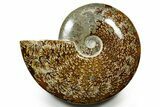 Polished Ammonite (Cleoniceras) Fossil - Madagascar #377354-1